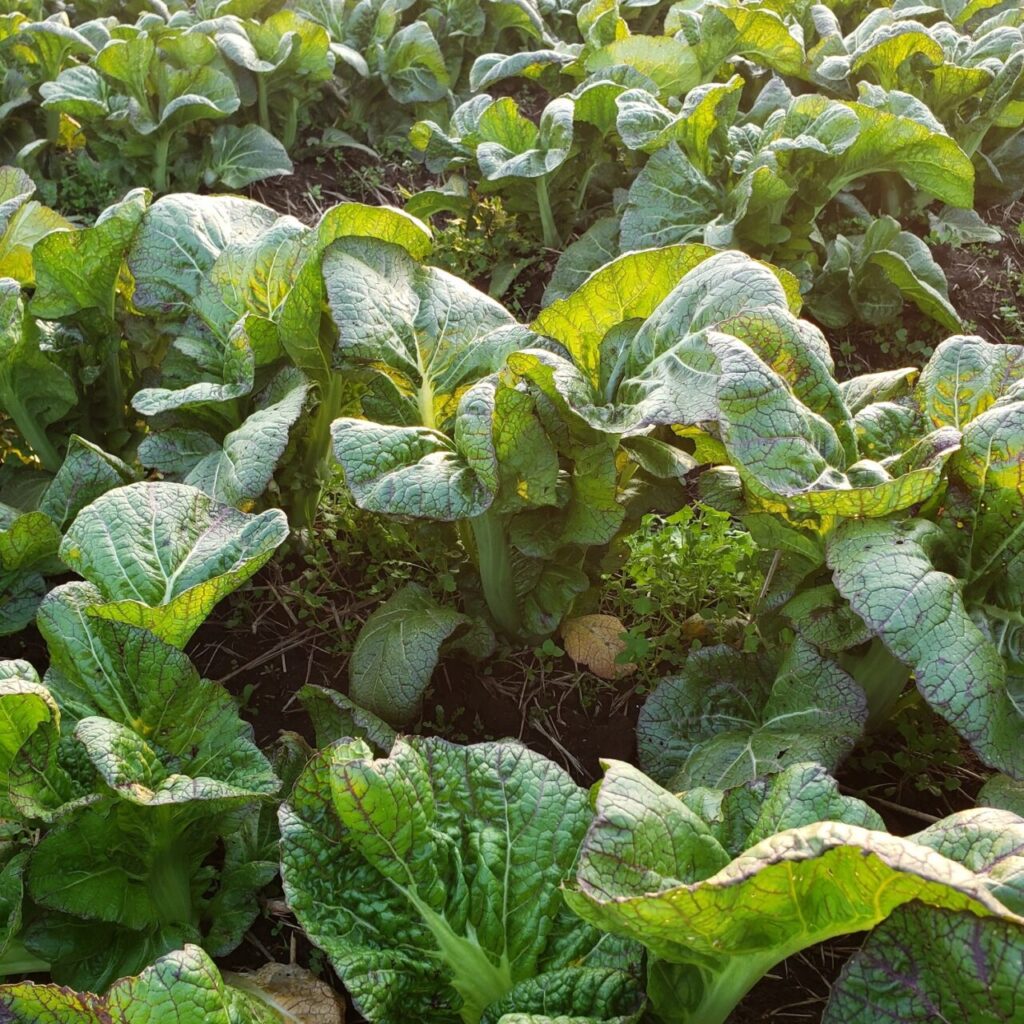 高菜（漬物）と健康機能と成分